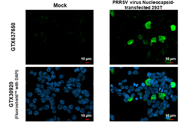 Anti-PRRS virus Nucleocapsid protein antibody [HL1901] used in Immunocytochemistry/ Immunofluorescence (ICC/IF). GTX637650
